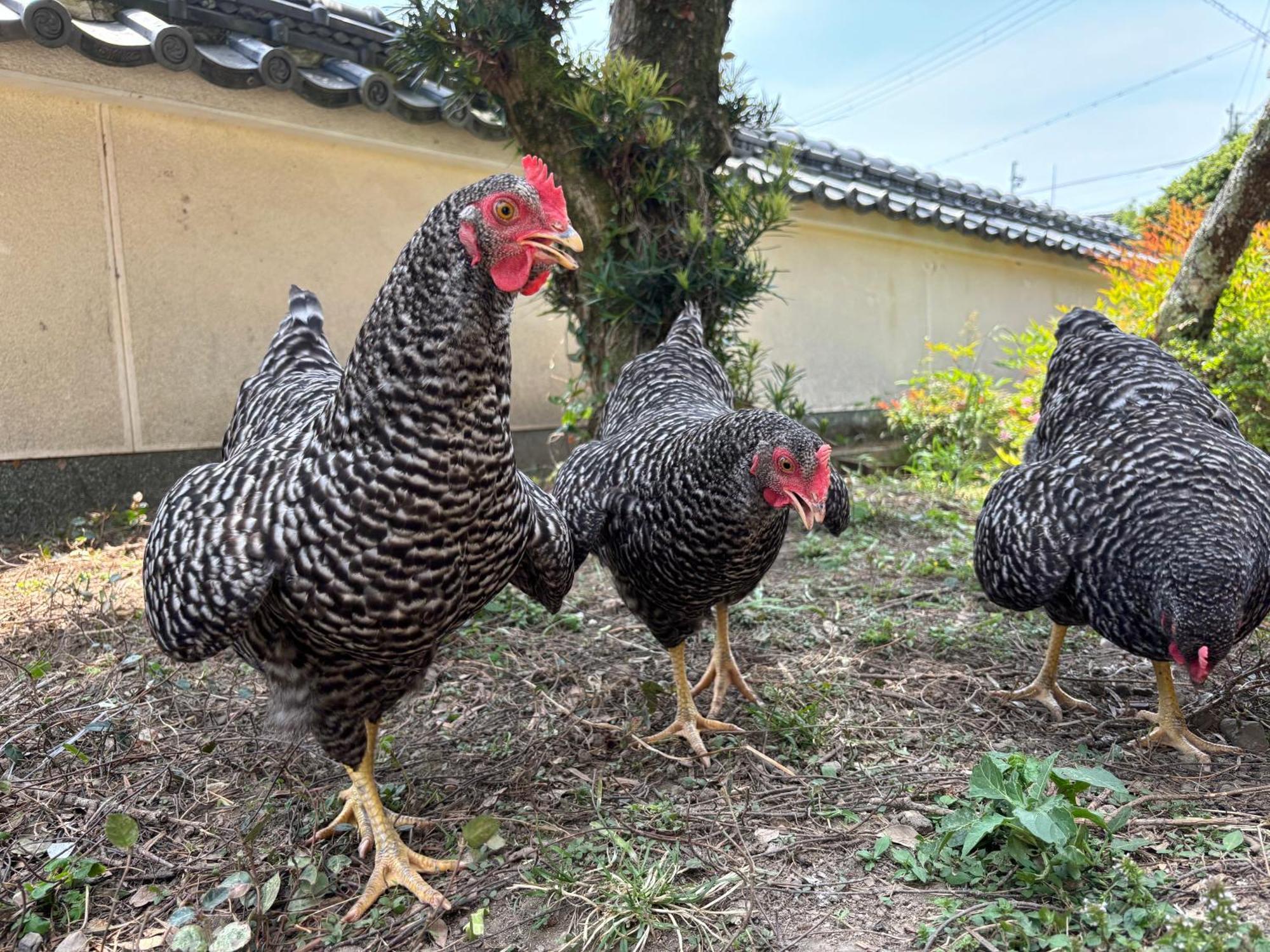 Osaka Nose Farmer'S Guest House　Yasuda Farm Zewnętrze zdjęcie